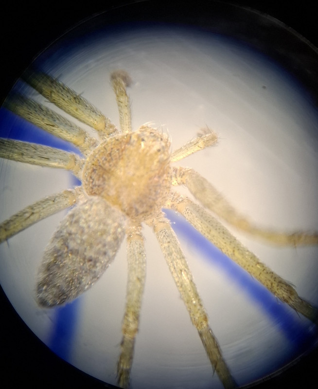 Philodromus sp. albidus or rufus Copyright: Barry Chadwick