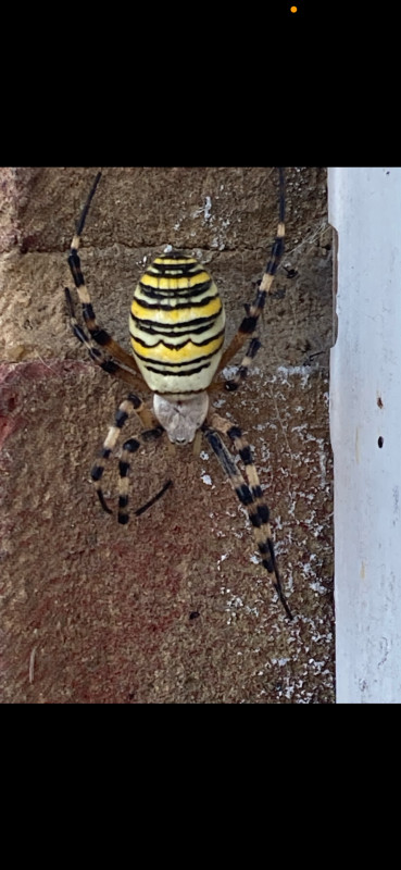 Wasp spider Orpington Copyright: Lorraine Roberts