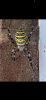 Wasp spider Orpington