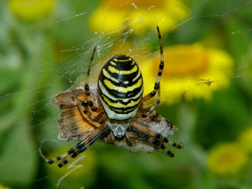 wasp spider 1 Copyright: Paul Cobb