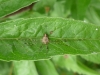 Dicranopalpus ramosus female 100911