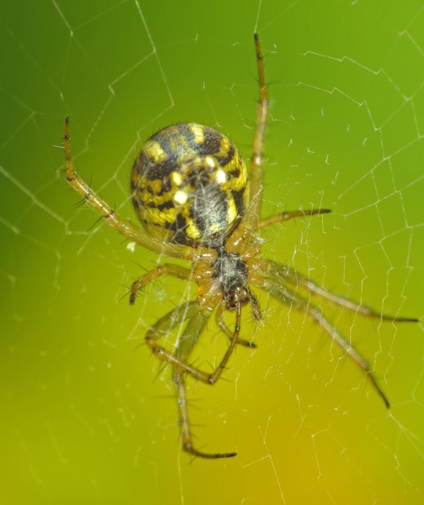 Yellow-striped spider 2 Copyright: Martin Cooper