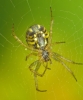 Yellow-striped spider 2