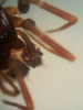 Microneta viaria male palpal comb