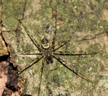 Unidentified small spider on Beech tree Copyright: Lotus Bryony Lazuli
