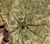 Unidentified small spider on Beech tree
