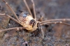 Dicranopalpus larvatus male