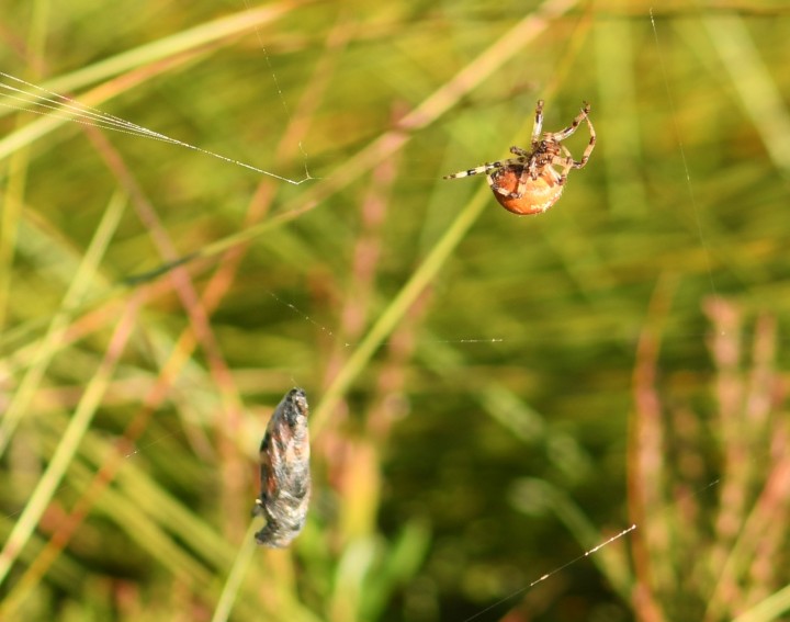Methop Moss orb spider 2 Copyright: Stephen Blandford