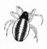 Hypsosinga pygmea female