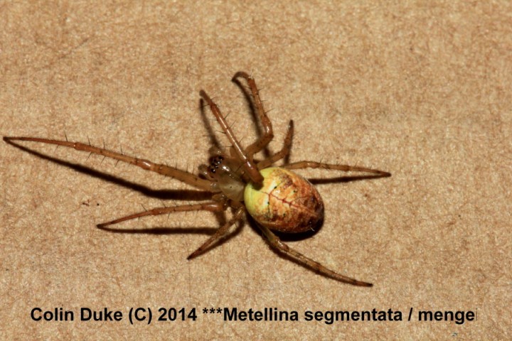 Metellina segmentata or  mengei Dorsal 1 Copyright: C Duke