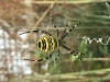 Wasp Spider Suffolk 15 August 2020