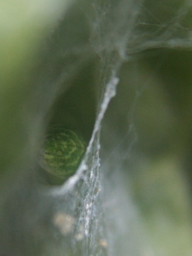 Green spider in web on twisted hazel tree 12.09.18 Copyright: Daniel Blyton