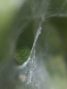 Green spider in web on twisted hazel tree 12.09.18