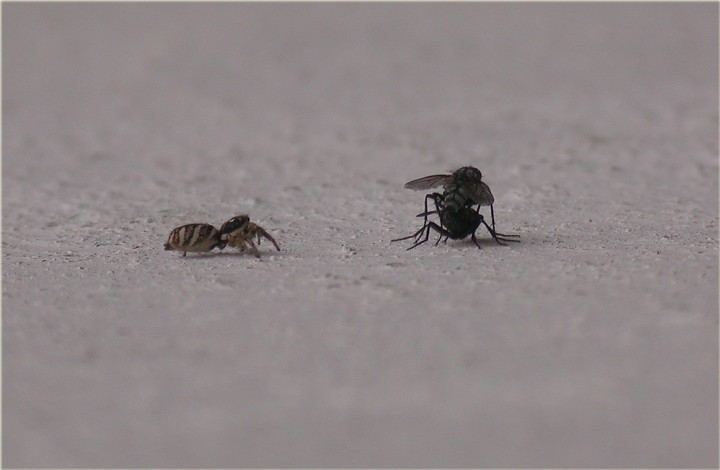 Salticus scenicus stalking mating Flies Copyright: Nik Nimbus