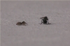 Salticus scenicus stalking mating Flies