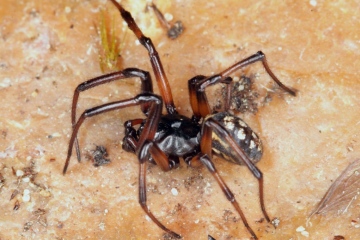 Steatoda albomaculata male Copyright: Peter Harvey