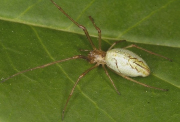 Tetragnatha pinicola Copyright: Peter Harvey