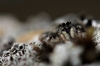 Zebra Spider amidst Lecanora campestris Lichen