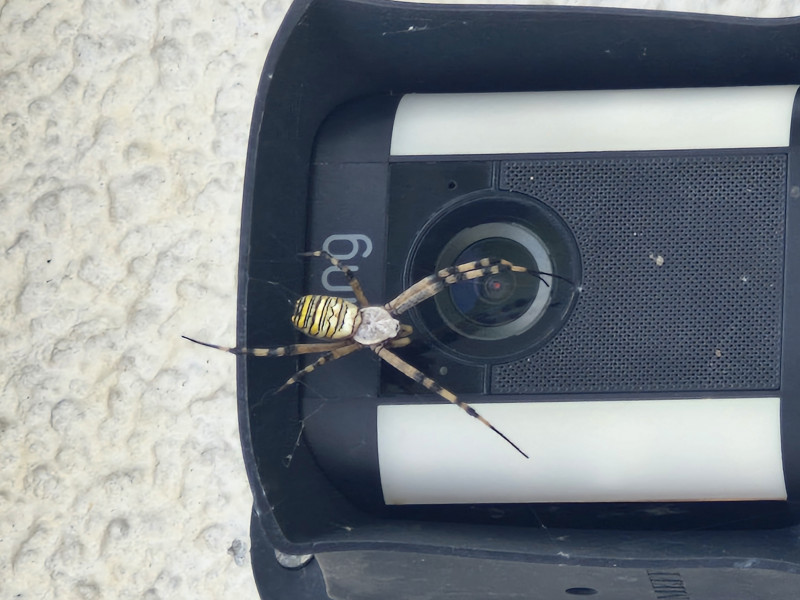 Never seen a spider like this before Copyright: Shirley Taylor
