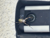 Never seen a spider like this before