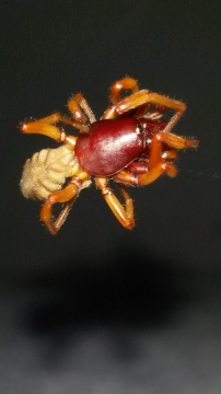 Dysdera crocata (Woodlouse Spider) Somerset Copyright: Samantha Thurston