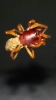 Dysdera crocata (Woodlouse Spider) Somerset