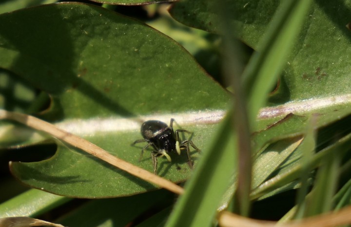 small Iridescent Spider Copyright: Simon Tagney
