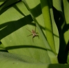 Nursery Web Spider - 04.04.20