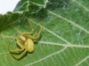 Misumena vatia and nest of spiderlings 31.08.13