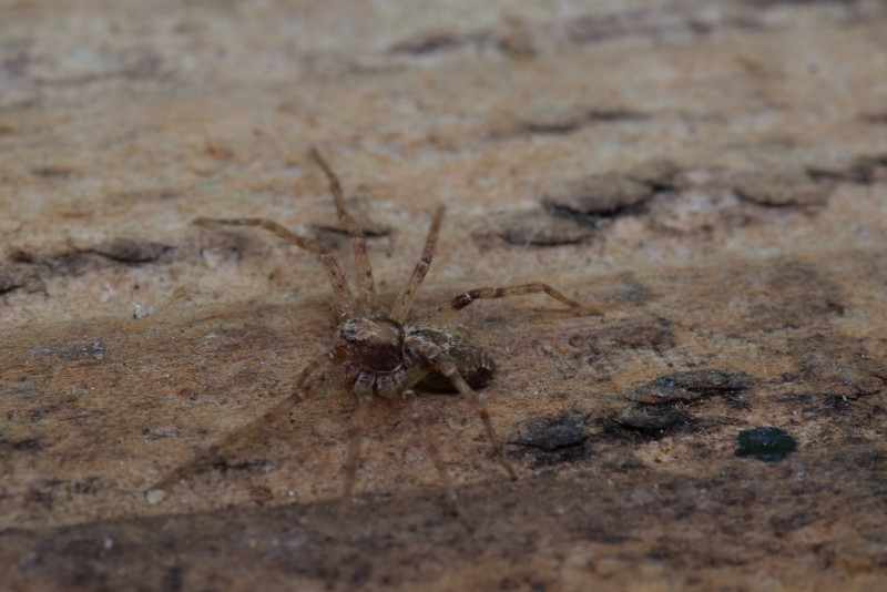 Philodromus cespitum female Copyright: David Carr