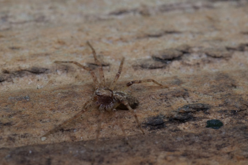 Philodromus cespitum female Copyright: David Carr