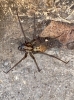 Six legged House Spider