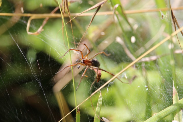 Spider found in meadow at Chiltern Open Air Museum Copyright: Alan Adkins, 18th July 2016