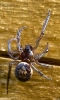 ID help for spider found in Cv37 7et