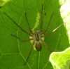 Nursery Web Spider Pisaura mirabilis SD14b