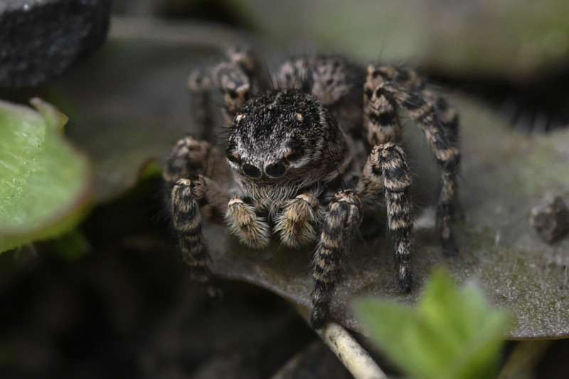 Jumping spider female 2 Copyright: Stuart Maxwell
