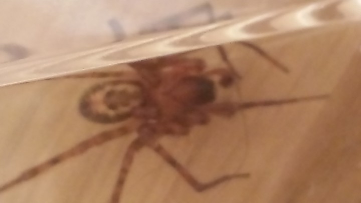 spider found in my home Copyright: 