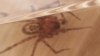 spider found in my home 