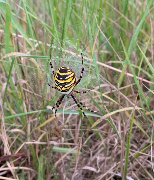 Wasp Spider waiting for a grasshopper Copyright: Gary Hammond