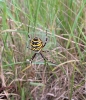 Wasp Spider waiting for a grasshopper