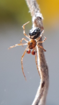 Sardinidion blackwalli male Copyright: Tylan Berry