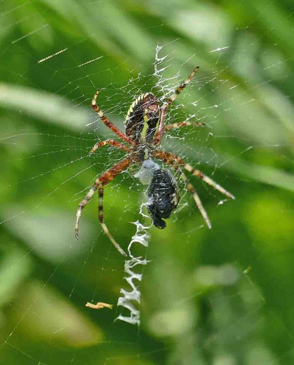 Wasp Spider female on my patch (rear view) Copyright: John Furse