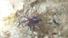 Lathys humilis male