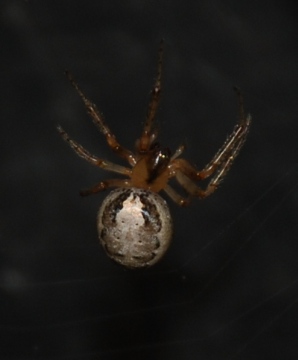 Spider in garden hut Copyright: Alan Winthrop