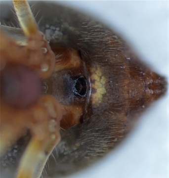A. lunata epigyne Copyright: Andrew Keay