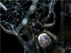 Steatoda nobilis in Web