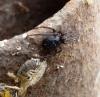 Possible Steatoda grossa (Araneae) 08082016