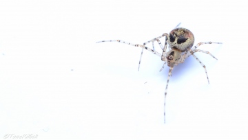 Platnickina tincta female Copyright: Tone Killick