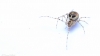 Platnickina tincta female