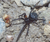 Steatoda albomaculata female MW (unspotted form)